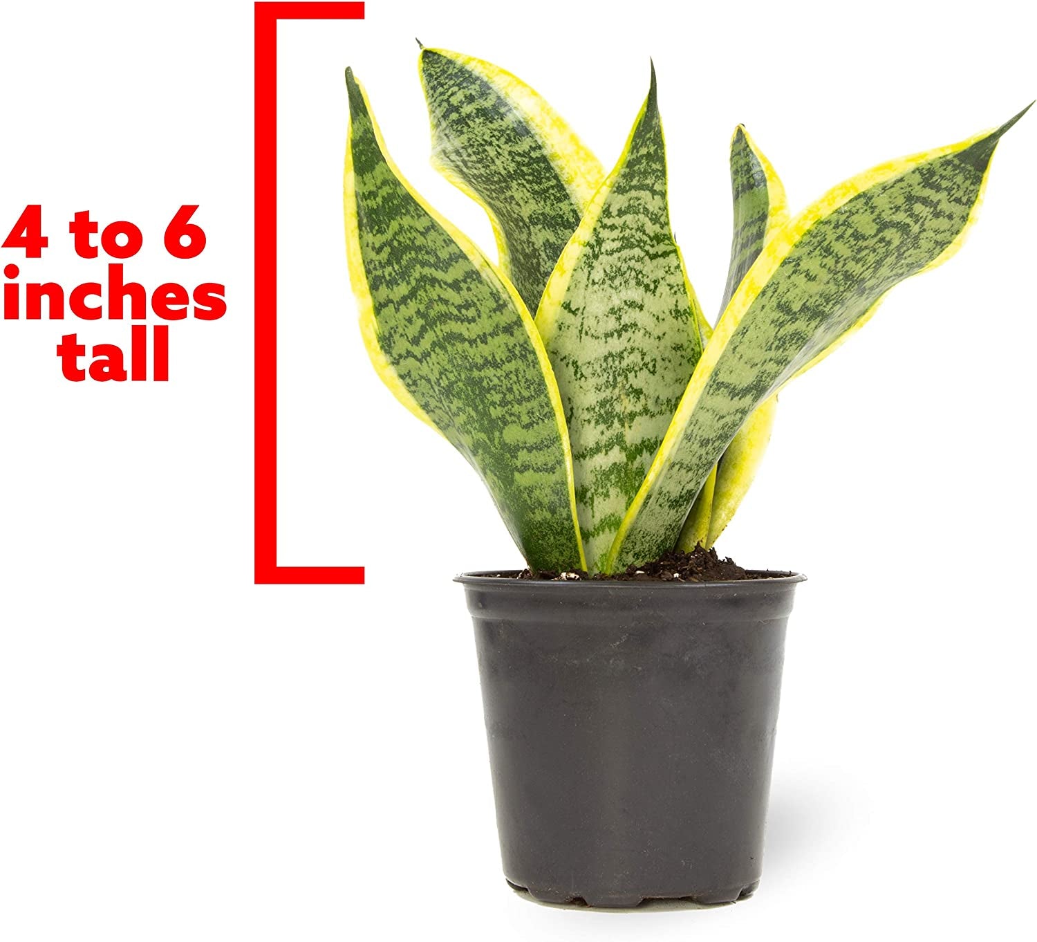 Live Snake Plant Sansevieria Superba