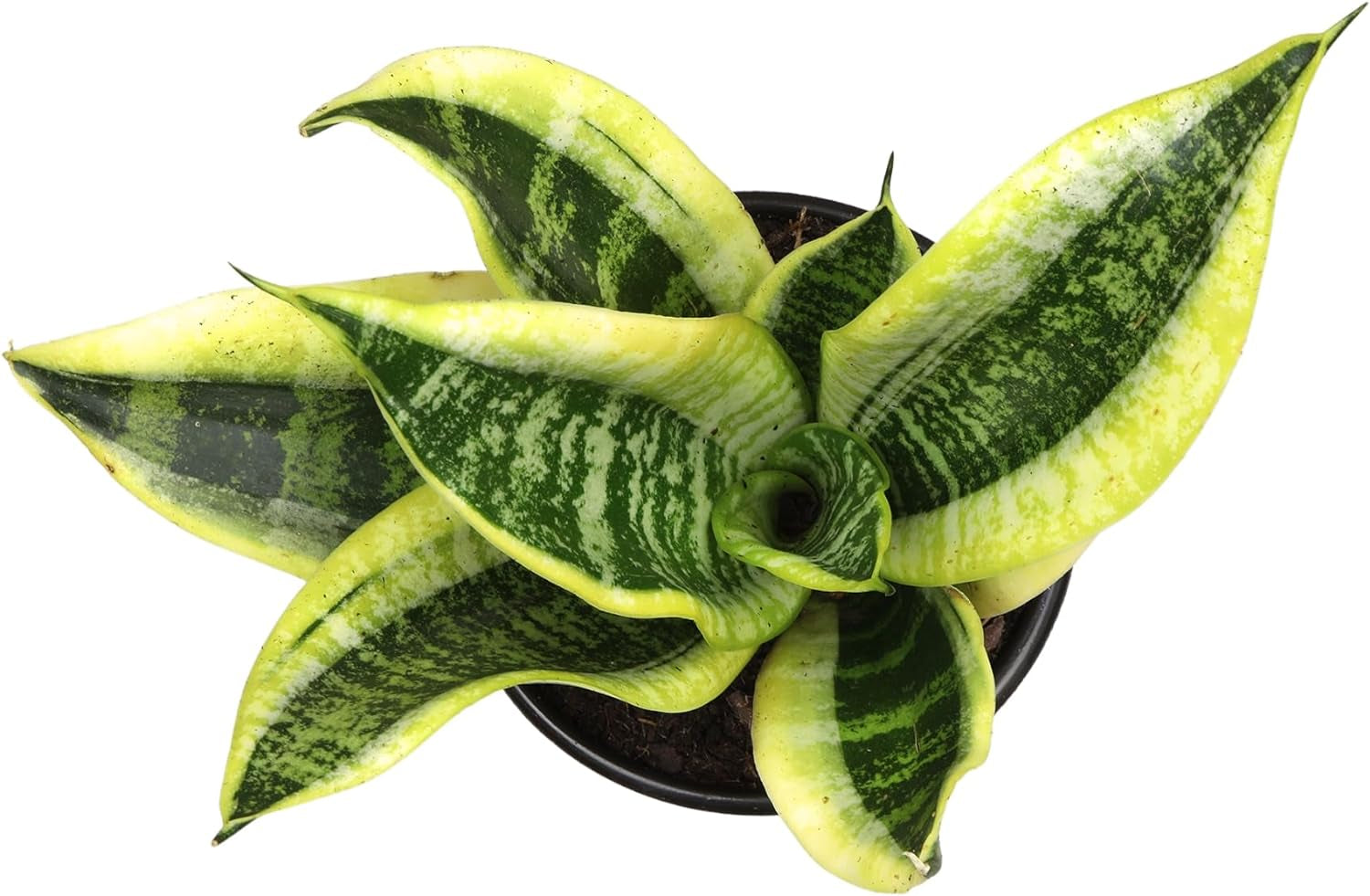 Live Snake Plant Sansevieria Superba
