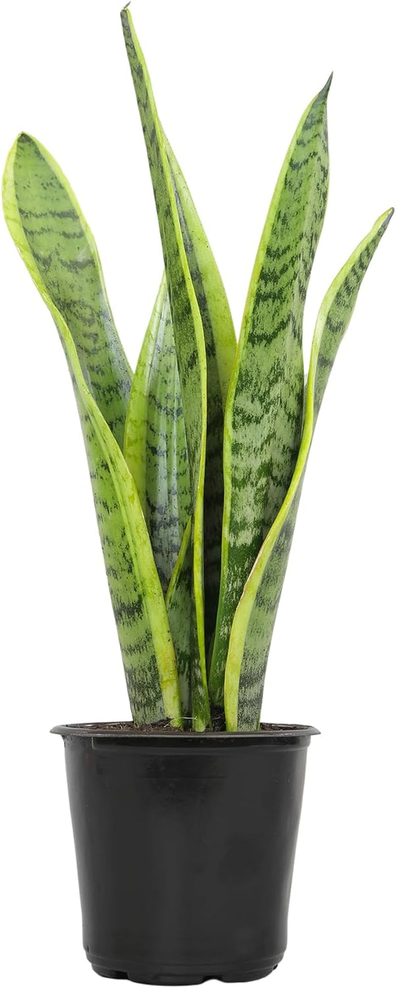 Live Snake Plant Sansevieria Superba
