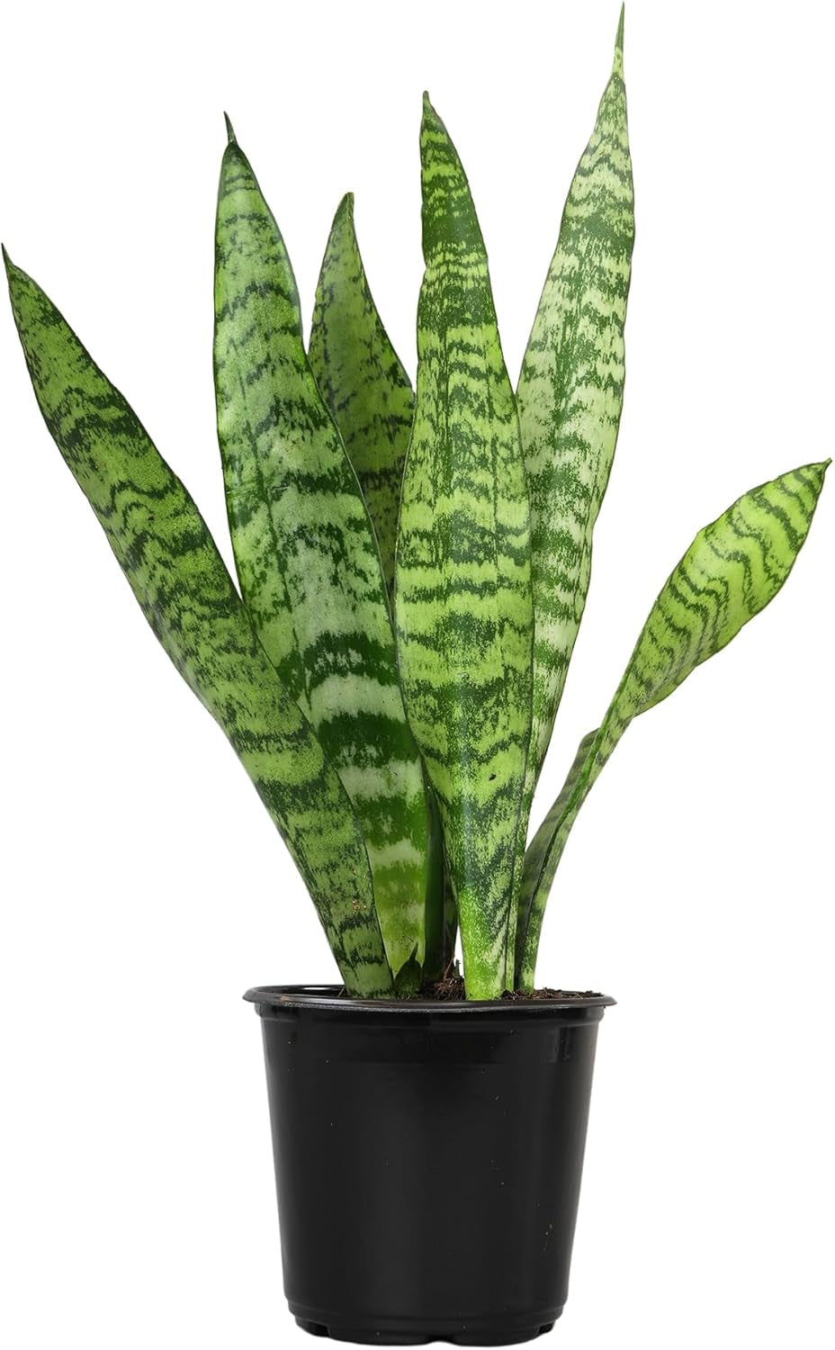 Live Snake Plant Sansevieria Superba