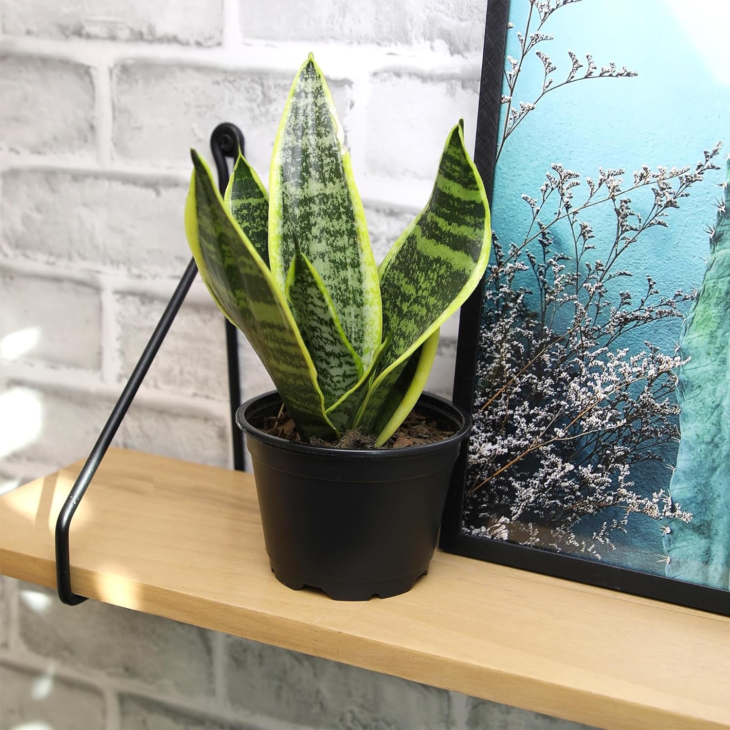 Live Snake Plant Sansevieria Superba