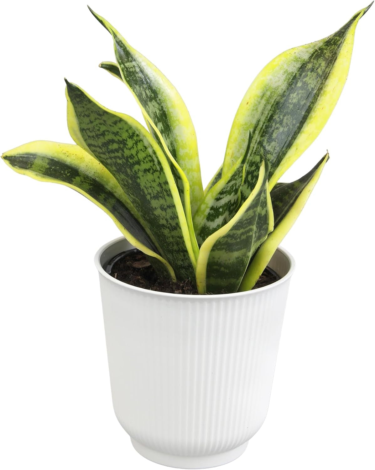 Live Snake Plant Sansevieria Superba