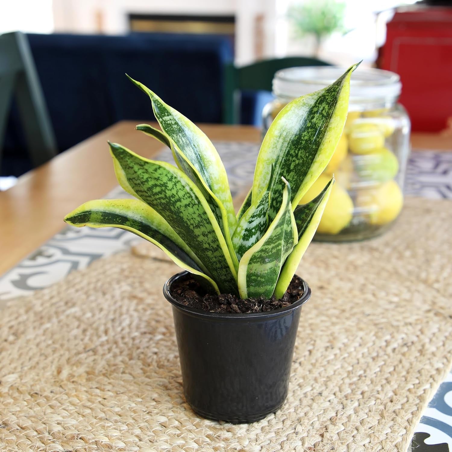 Live Snake Plant Sansevieria Superba