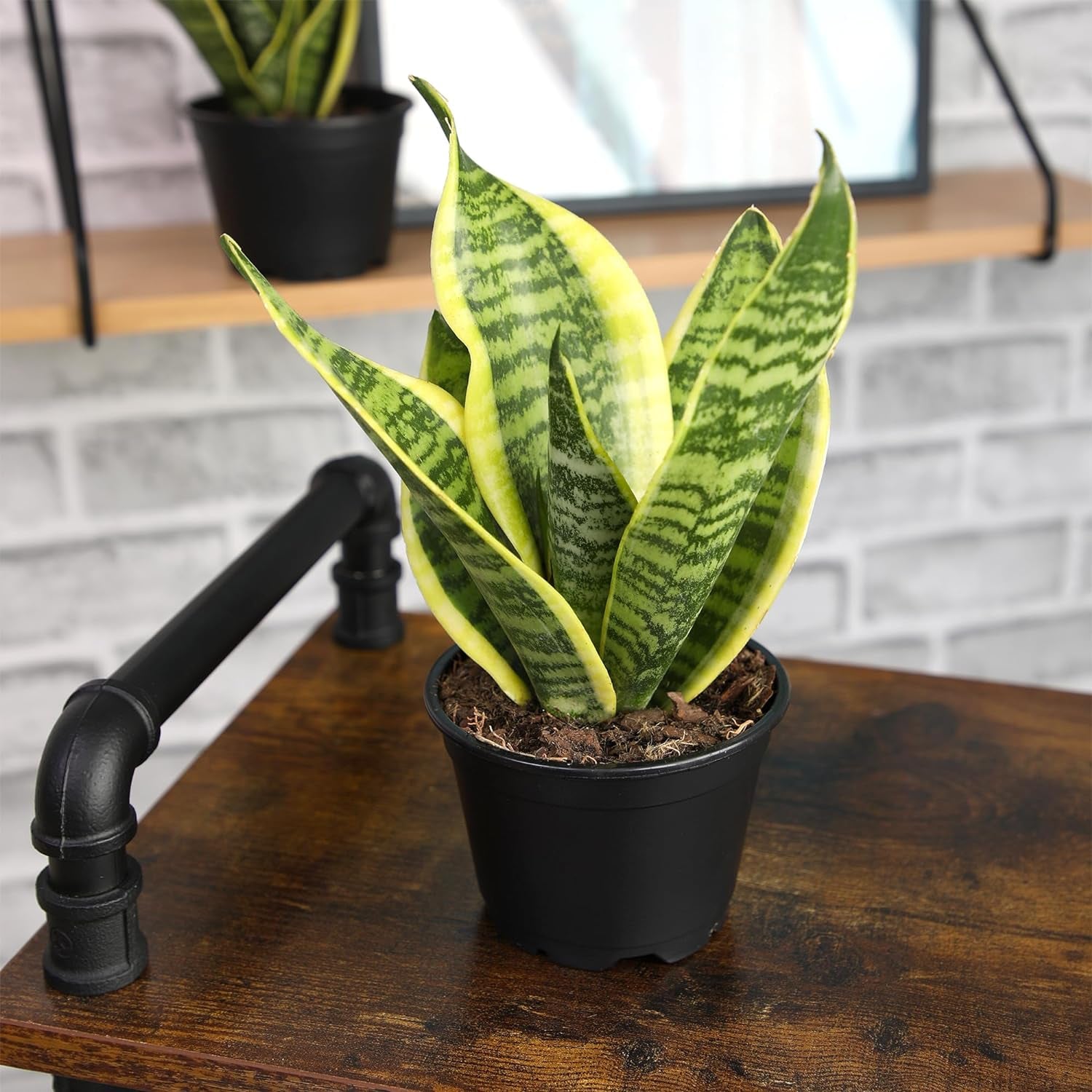 Live Snake Plant Sansevieria Superba