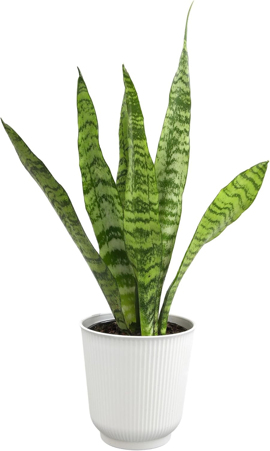 Live Snake Plant Sansevieria Superba