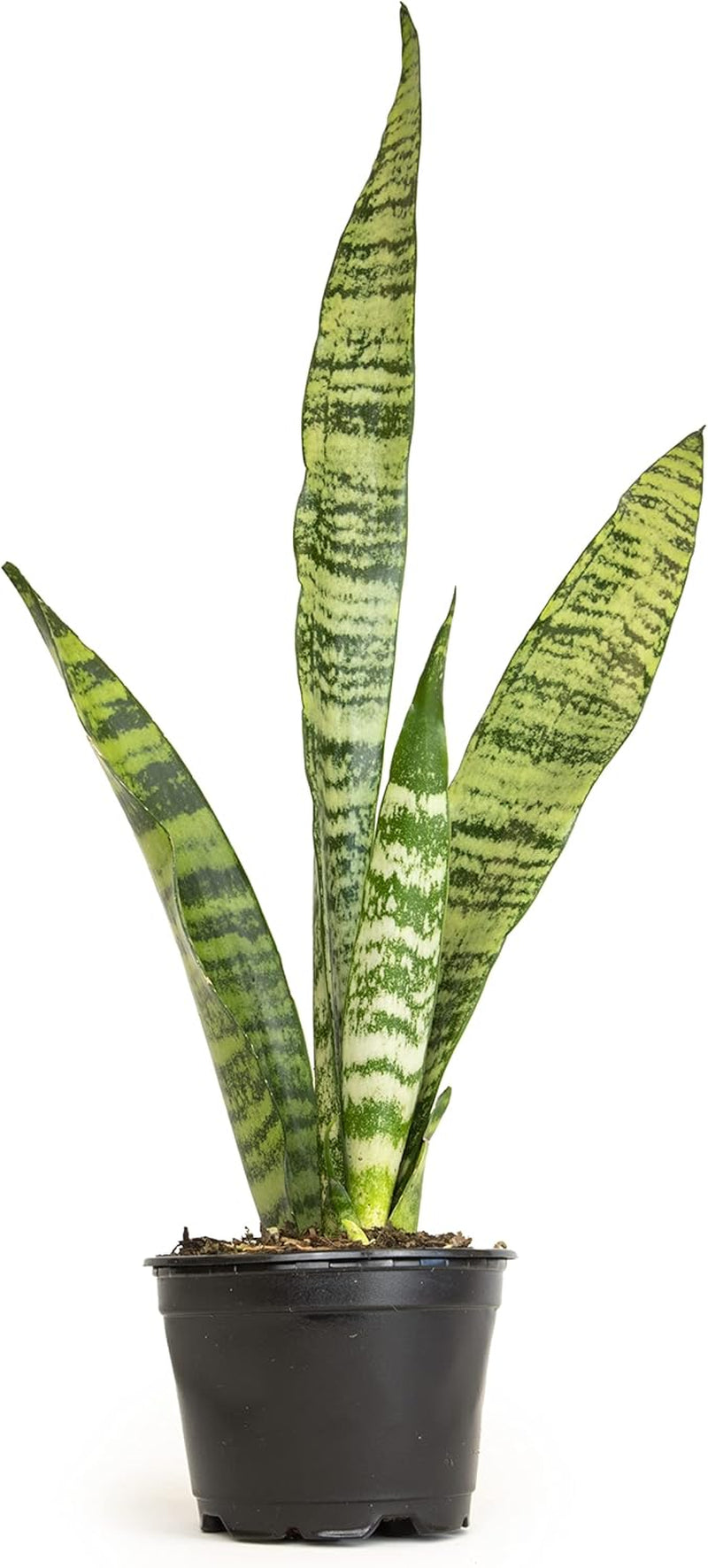 Live Snake Plant Sansevieria Superba