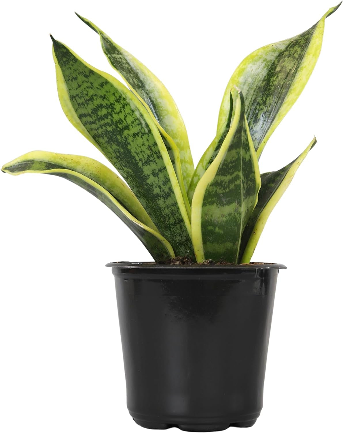 Live Snake Plant Sansevieria Superba
