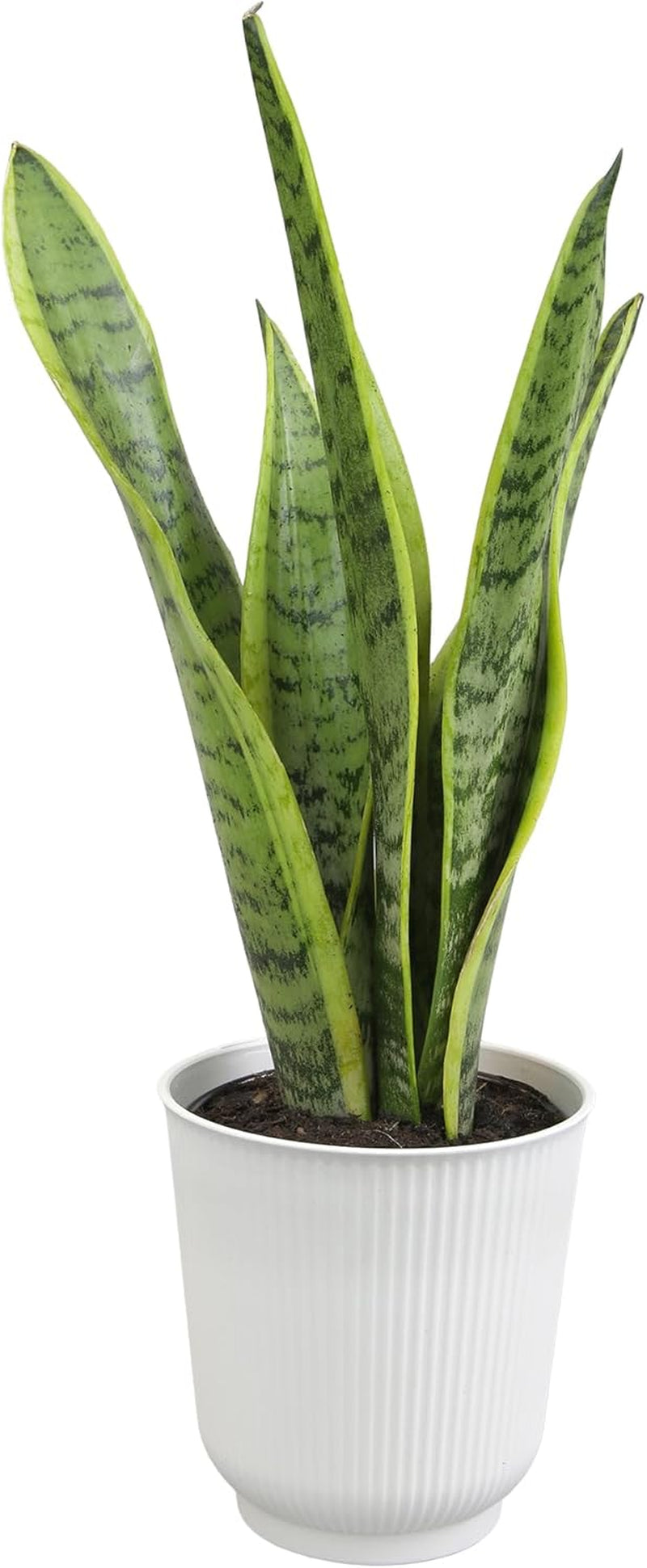 Live Snake Plant Sansevieria Superba
