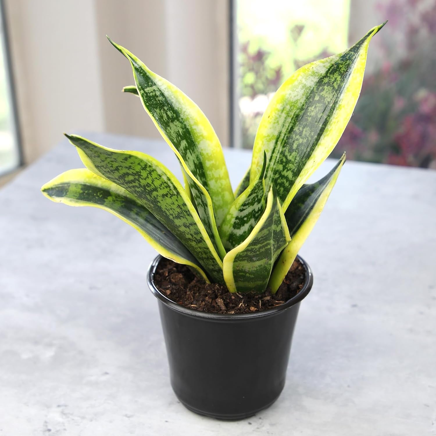 Live Snake Plant Sansevieria Superba