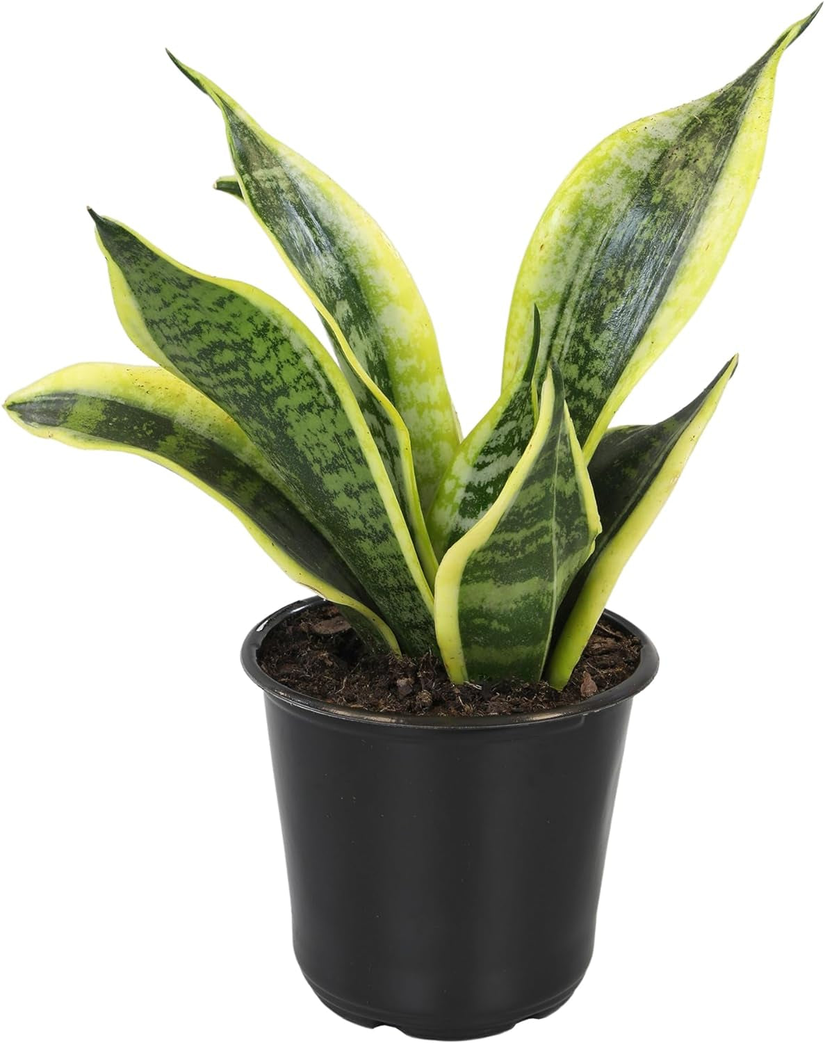 Live Snake Plant Sansevieria Superba