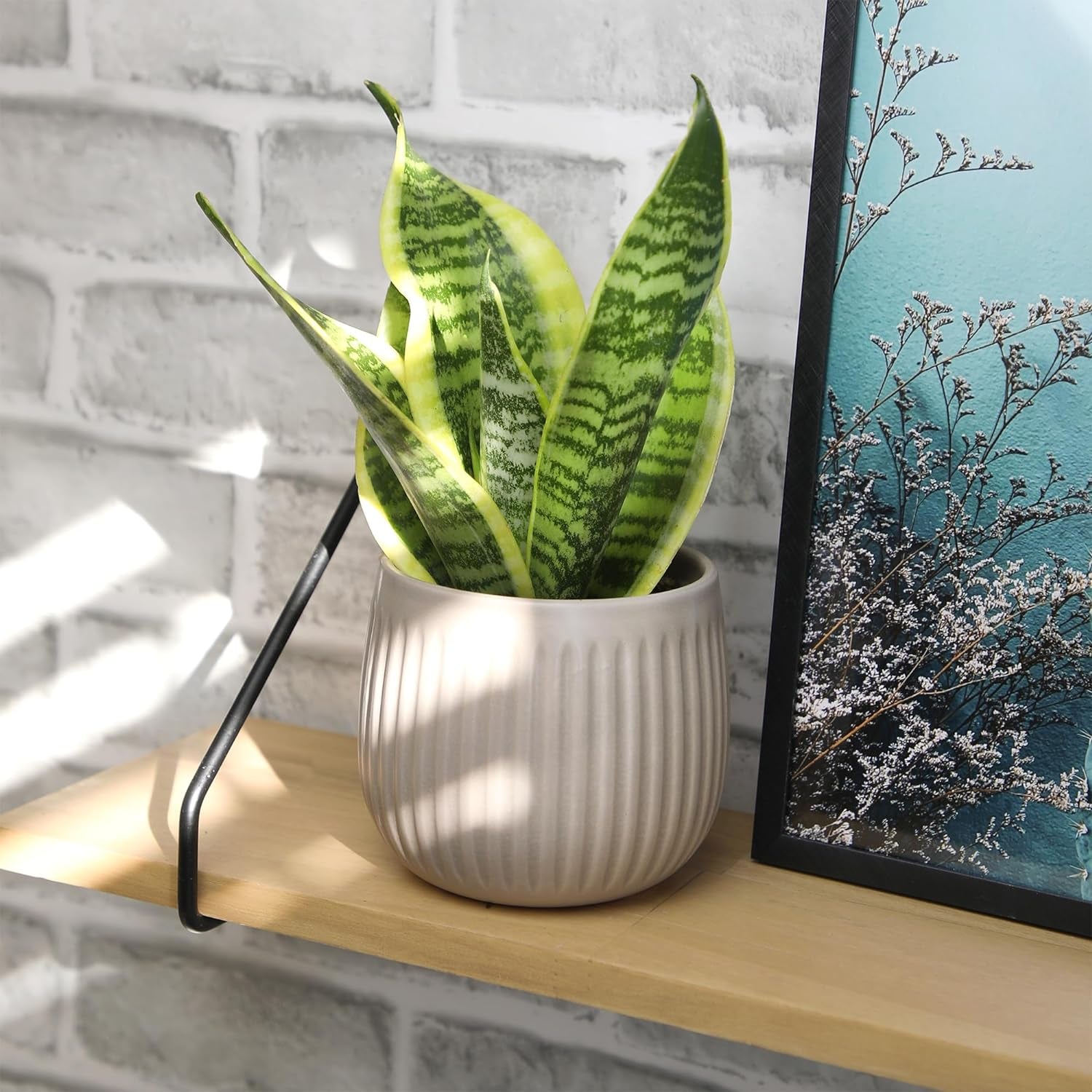 Live Snake Plant Sansevieria Superba