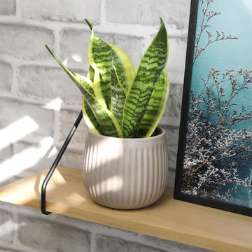 Live Snake Plant Sansevieria Superba