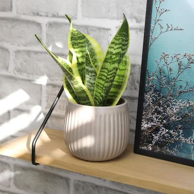 Live Snake Plant Sansevieria Superba